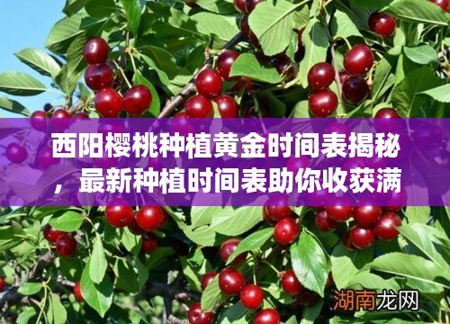 西阳樱桃种植黄金时间表揭秘,最新种植时间表助你收获满满!