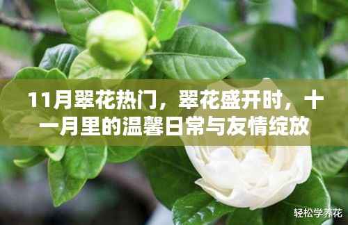 十一月翠花盛开,温馨日常与友情绽放的时光