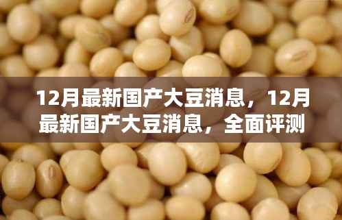 最新国产大豆消息深度解析与全面评测揭秘