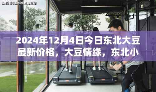 东北大豆最新价格揭秘,小镇情缘与温馨价格探秘,2024年大豆市场动态