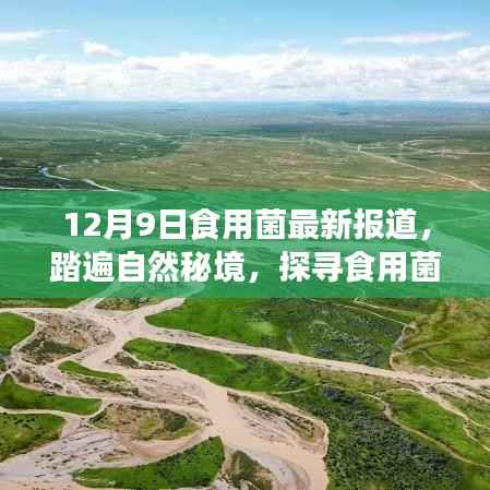 12月9日食用菌最新报道,踏遍自然秘境,探寻食用菌之旅启程启幕!