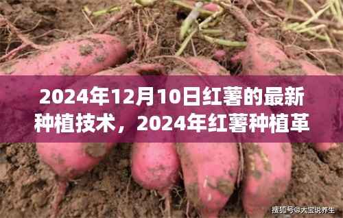 2024年红薯种植新技术探讨,最新种植革新与观点阐述