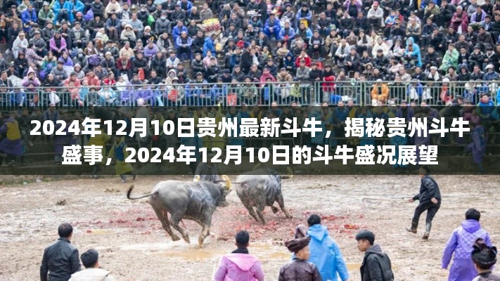 揭秘贵州斗牛盛事,展望2024年贵州斗牛盛况,精彩瞬间不容错过