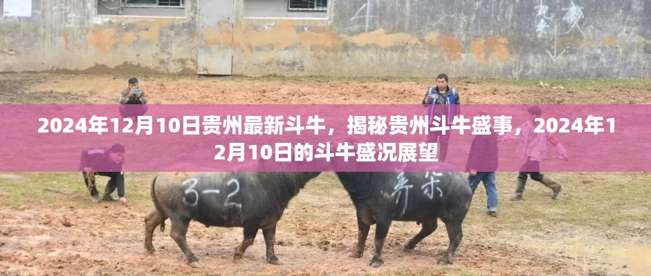 揭秘贵州斗牛盛事,展望2024年贵州斗牛盛况,精彩瞬间不容错过
