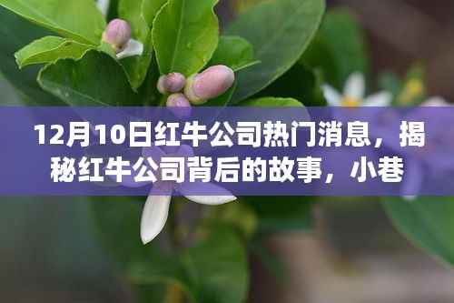 揭秘红牛公司背后的故事,小巷深处的独特风味与隐藏宝藏(热门消息速递)