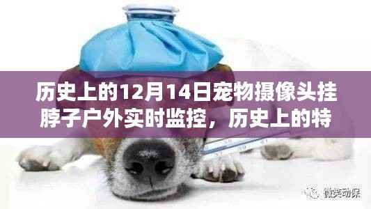 宠物摄像头挂脖子户外实时监控,特殊日子的温情瞬间