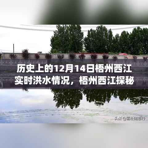 梧州西江洪水实录,探寻历史与自然的足迹,追寻洪水背后的故事