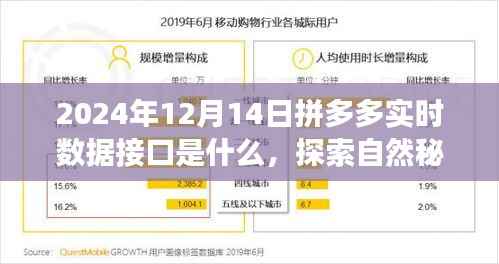 揭秘拼多多实时数据接口背后的故事,探索自然秘境,开启心灵之旅(2024年12月14日实时更新)