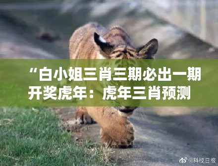 “白小姐三肖三期必出一期开奖虎年:虎年三肖预测篇”