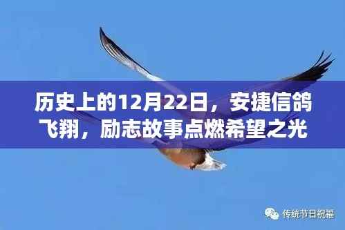 安捷信鸽飞翔,励志故事照亮历史时刻,点燃希望之光