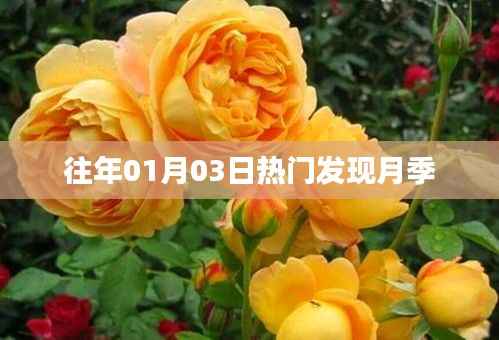 『最新发现,月季成为往年元旦热门花卉』