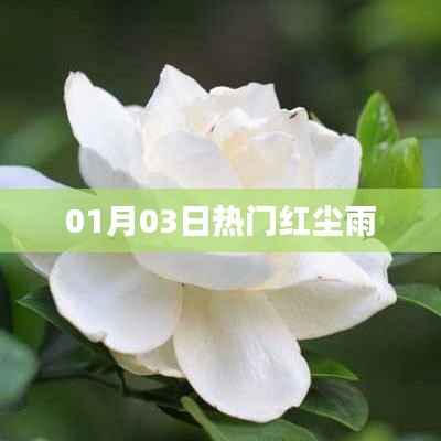 热门红尘雨,最新资讯一网打尽