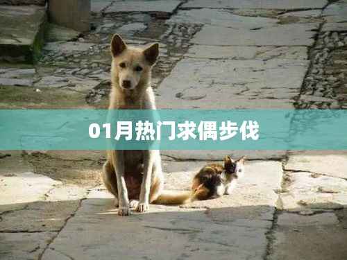 热门求偶步伐大揭秘!一月新风尚。