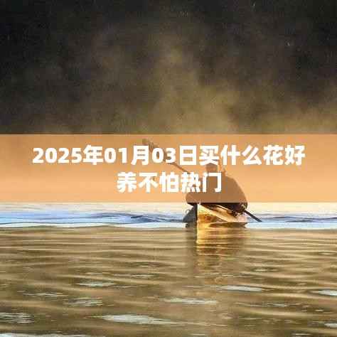 2025年1月3日适合购买哪些易养且热门的植物花卉