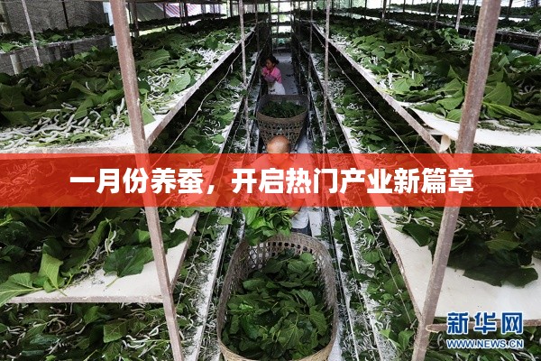 一月份养蚕开启产业新篇章