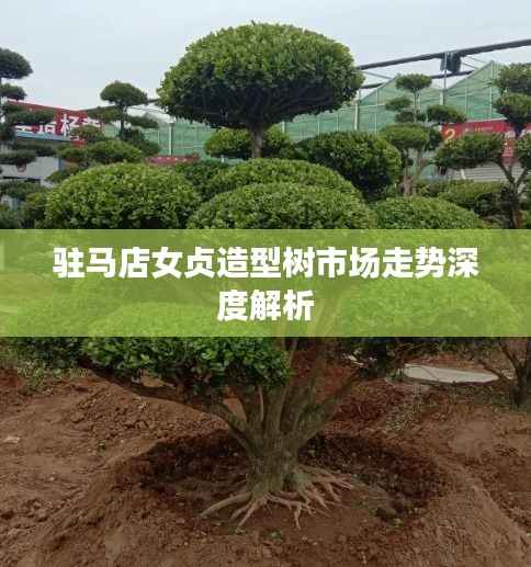 驻马店女贞造型树市场走势深度解析