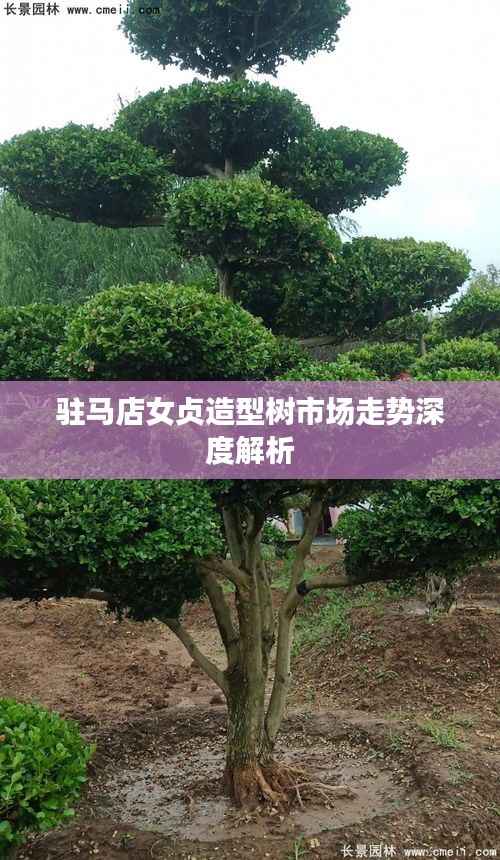 驻马店女贞造型树市场走势深度解析
