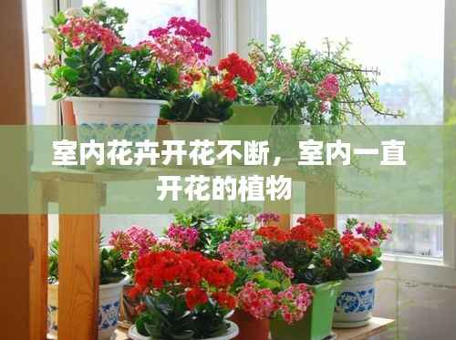室内花卉开花不断,室内一直开花的植物
