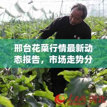 邢台花菜行情最新动态报告,市场走势分析揭秘!