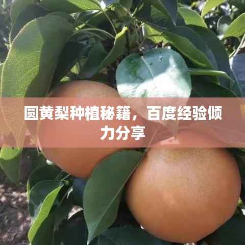 圆黄梨种植秘籍,百度经验倾力分享