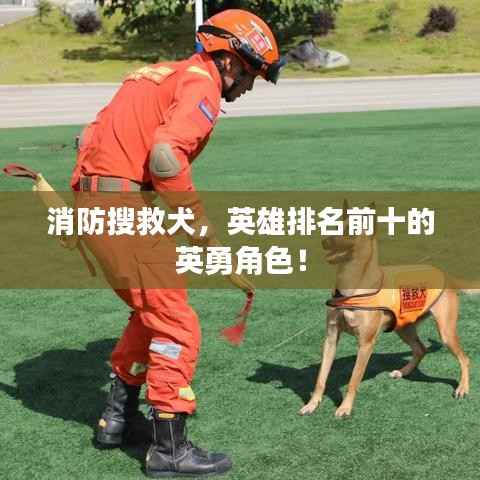 消防搜救犬,英雄排名前十的英勇角色!