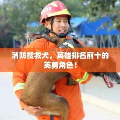 消防搜救犬,英雄排名前十的英勇角色!