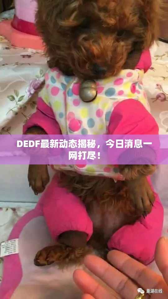 DEDF最新动态揭秘,今日消息一网打尽!