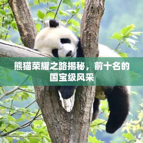 熊猫荣耀之路揭秘,前十名的国宝级风采