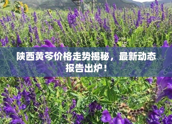 陕西黄芩价格走势揭秘,最新动态报告出炉!