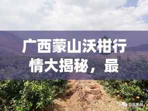广西蒙山沃柑行情大揭秘,最新市场动态分析!