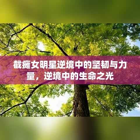截瘫女明星逆境中的坚韧与力量,逆境中的生命之光