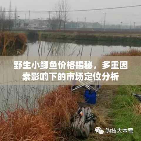 野生小鲫鱼价格揭秘,多重因素影响下的市场定位分析