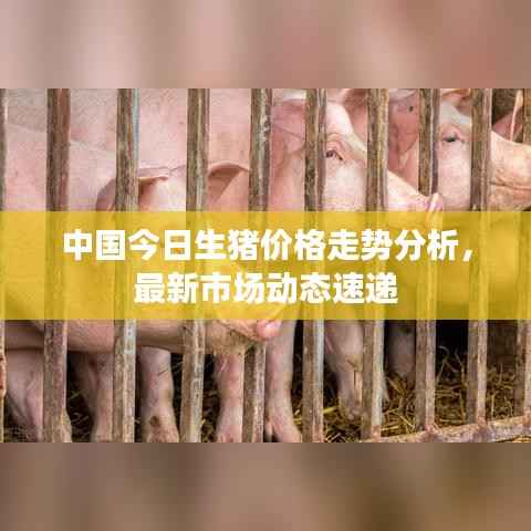 中国今日生猪价格走势分析,最新市场动态速递