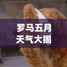 罗马五月天气大揭秘,从百度数据看旅行必备