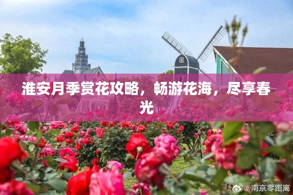 淮安月季赏花攻略,畅游花海,尽享春光