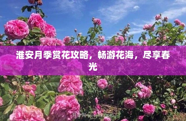 淮安月季赏花攻略,畅游花海,尽享春光