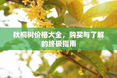 秋桐树价格大全,购买与了解的终极指南