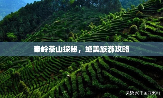 秦岭茶山探秘,绝美旅游攻略