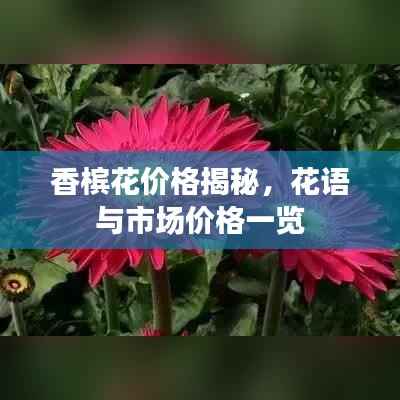 香槟花价格揭秘,花语与市场价格一览