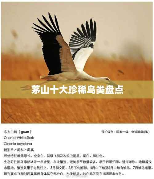 茅山十大珍稀鸟类盘点