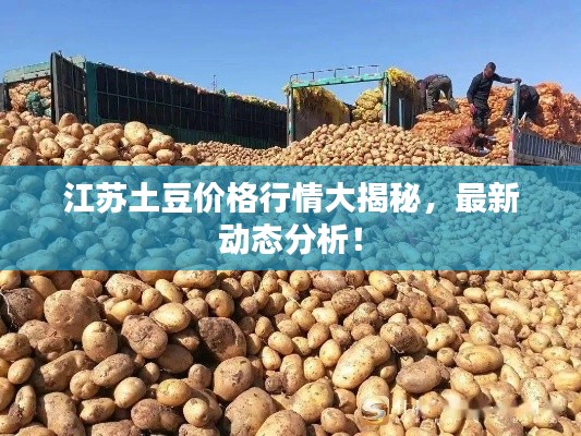 江苏土豆价格行情大揭秘,最新动态分析!