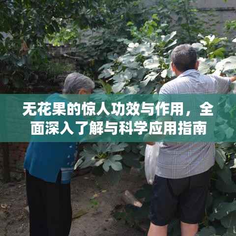 无花果的惊人功效与作用,全面深入了解与科学应用指南