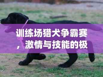 训练场猎犬争霸赛,激情与技能的极致碰撞