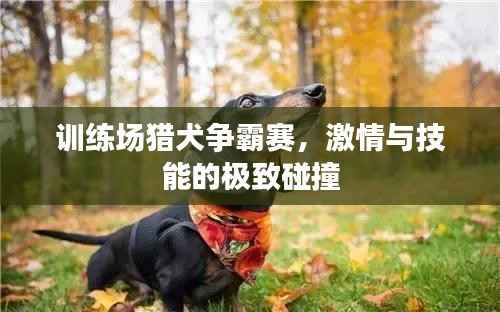 训练场猎犬争霸赛,激情与技能的极致碰撞