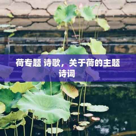 荷专题 诗歌,关于荷的主题诗词