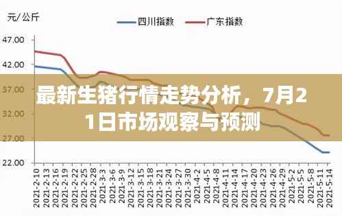 最新生猪行情走势分析,7月21日市场观察与预测