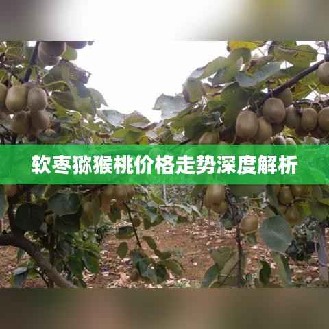 软枣猕猴桃价格走势深度解析