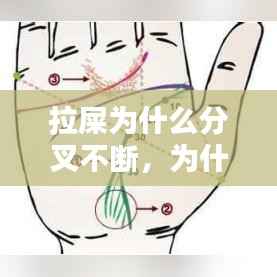 拉屎为什么分叉不断,为什么拉屎是断开的