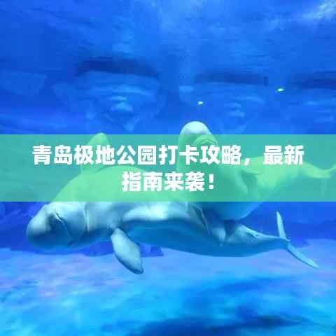 青岛极地公园打卡攻略，最新指南来袭！