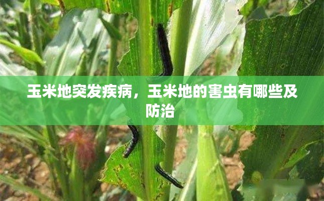 玉米地突发疾病,玉米地的害虫有哪些及防治